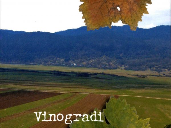 Vinogradi u Kosinju Vinogradi u Kosinju